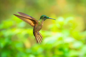 Fawn-breasted Brilliant Hummingbird in flight, 4K resolution, best Ecuador humminbirds
