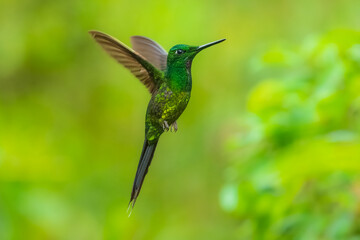 Empress Brilliant, Heliodoxa imperatrix in flight, Impressive hummingbird of Andean cloud forest in northwestern Ecuador and western Colombia.