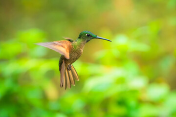 Fawn-breasted Brilliant Hummingbird in flight, 4K resolution, best Ecuador humminbirds
