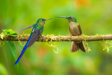Violet-tailed Sylph - Aglaiocercus coelestis, beautiful long tailed hummingbird of South America, Mindo, Ecuador, 4K resolution