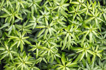 Green leaves of mango tree for background.