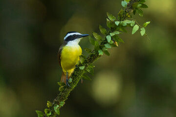 Birds of Costa Rica: Great Kiskadee (Pitangus sulphuratus)