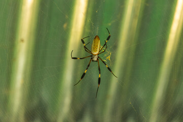 Golden Silk Spider, Trichonephila clavipes, hangs in the jungle air. Its cephalothorax resembling a skull, black and yellow striped legs. A daunting arachnid