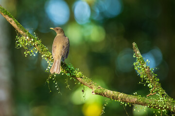 The Clay-colored thrush, Turdus grayi The bird is perched on the branch at the beautiful flower in the rain forest America Costa Rica Wildlife nature scene. green background 
