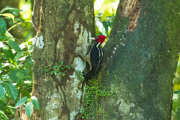 Pale-billed woodpecker (Campephilus guatemalensis) is a very large woodpecker that is a resident breeding bird from northern Mexico to western Panama. 