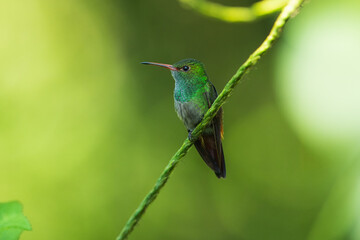 Rufous-tailed hummingbird (Amazilia tzacatl) flying to pick up nectar from a beautiful flower . Action wildlife scene from nature.