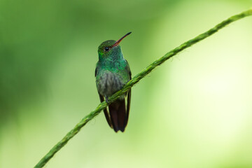 Rufous-tailed hummingbird (Amazilia tzacatl) flying to pick up nectar from a beautiful flower . Action wildlife scene from nature.