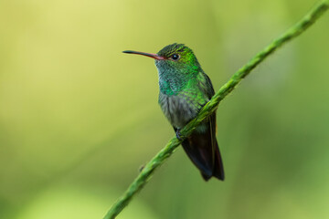 Obraz premium Rufous-tailed hummingbird (Amazilia tzacatl) flying to pick up nectar from a beautiful flower . Action wildlife scene from nature.