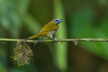 Buff-throated saltator (Saltator maximus magnoides) adult perched on branch Costa Rica 