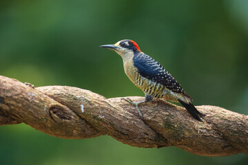 he black-cheeked woodpecker (Melanerpes pucherani) is a resident breeding bird from southeastern Mexico south to western Ecuador. 