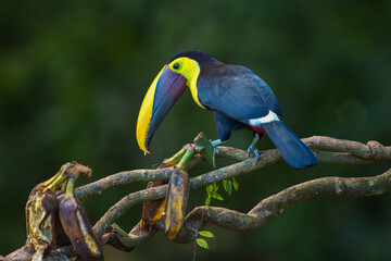 Choco toucan (Ramphastos brevis) is a near-passerine bird in the family Ramphastidae found in humid lowland and foothill forests on the Pacific slope of Colombia and Ecuador.