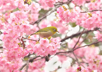 河津桜とメジロ