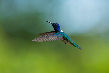 Obraz premium Beautiful White-necked Jacobin hummingbird, Florisuga mellivora, hovering in the air with green and yellow background. Best humminbird of Costa Rica