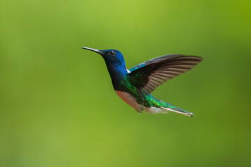Beautiful White-necked Jacobin hummingbird, Florisuga mellivora, hovering in the air with green and...
