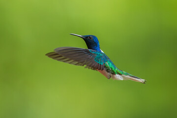 Beautiful White-necked Jacobin hummingbird, Florisuga mellivora, hovering in the air with green and yellow background. Best humminbird of Costa Rica