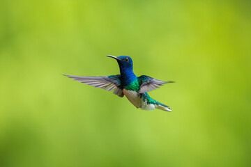 Beautiful White-necked Jacobin hummingbird, Florisuga mellivora, hovering in the air with green and...