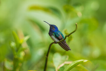 Beautiful White-necked Jacobin hummingbird, Florisuga mellivora, hovering in the air with green and yellow background. Best humminbird of Costa Rica