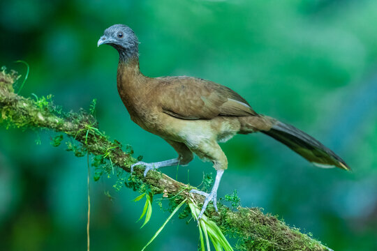 Grey-headed chachalaca (Ortalis cinereiceps) perched on a branch in the rainforest of Boca Tapada in Costa Rica. 