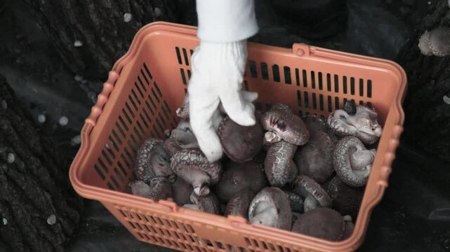 버섯 농장 바구니에 버섯담기(농사+재배+수확+성장+식재료+나무+포장+노동)