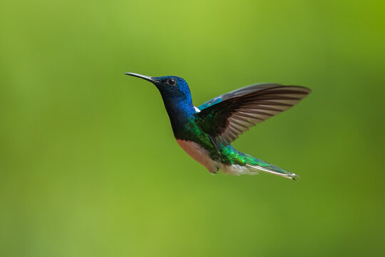Beautiful White-necked Jacobin hummingbird, Florisuga mellivora, hovering in the air with green and yellow background. Best humminbird of Costa Rica