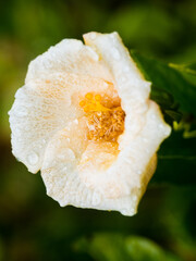 White stewartia flower on green background