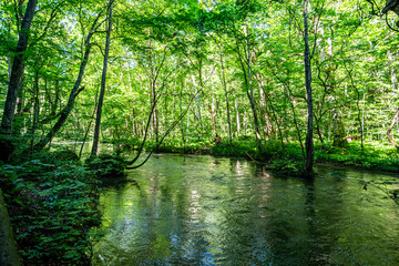 Obraz premium 青森県十和田奥入瀬渓谷の渓流