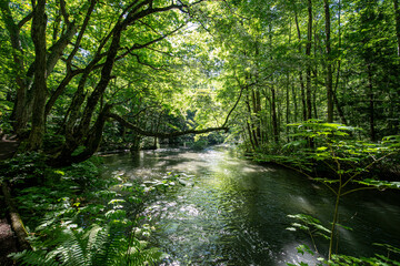 青森県十和田奥入瀬渓谷の渓流