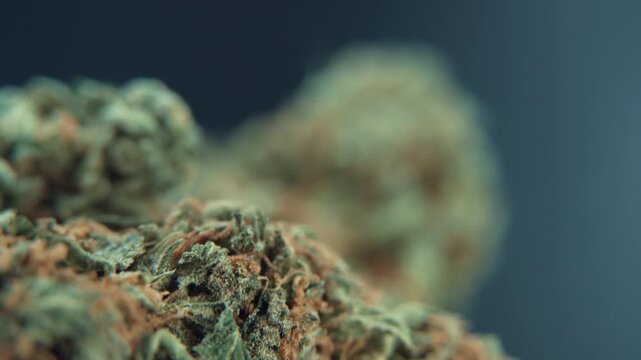 A vertical macro detailed shot of a giant cannabis plant, hybrid orange strains, green leaf Indica ,marijuana flower, on a 360 rotating stand, studio lighting 4k