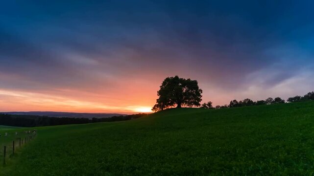 Footage features a stunning sky time-lapse with orange, blue and yellow colors with a big oak tree in the background in a field. On the left sheep are running behind a fence on a green field in 4K.
