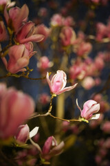 Fototapeta premium pink magnolia in the night
