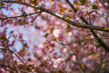 pink cherry blossom