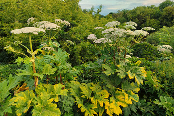 Hogweed is a poisonous and actively spreading plant on the ground.