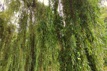 Willow branches on the nature. Hanging willow branches with green leaves.