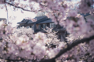 満開の桜越しの金沢の主計町茶屋街