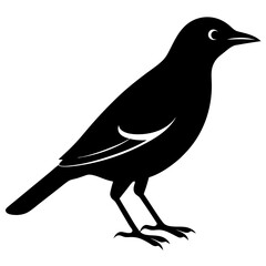 vector hand-drawn myna silhouette black vector illustration
