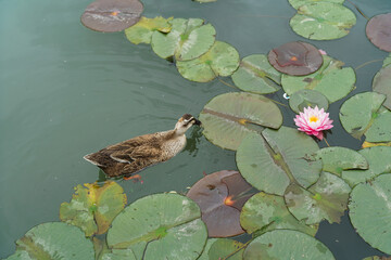 duck in the pond
