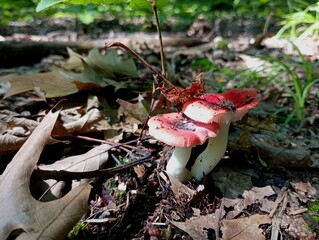 Two red boletus mushrooms in an oak forest. Edible mushrooms and natural backgrounds with them in the autumn forest. The topic of collecting mushrooms in the forest. © Олег Струс