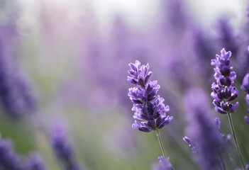 Naklejka premium A close-up view of blooming lavender flowers in a field, with soft sunlight illuminating the purple petals. The background is softly blurred, creating a dreamy atmosphere.