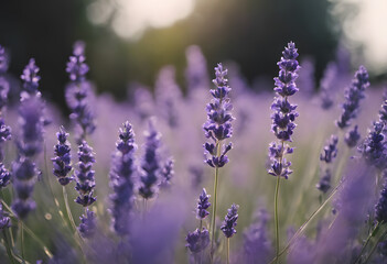 Obraz premium A close-up view of blooming lavender flowers in a field, with soft sunlight illuminating the purple petals. The background is softly blurred, creating a dreamy atmosphere.