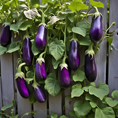 Eggplant growing on a plant in a field agriculture vegetable farming nature plant
