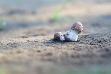 Two boletus mushroom in the wild. Porcini mushrooms (cep, porcino or king bolete, usually called boletus edulis) growing in an autumn pine tree forest.