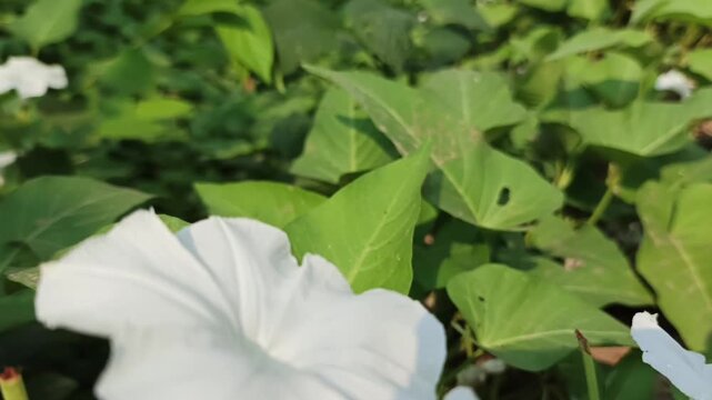 water plant flower video footage, moorning glory flower, water 
