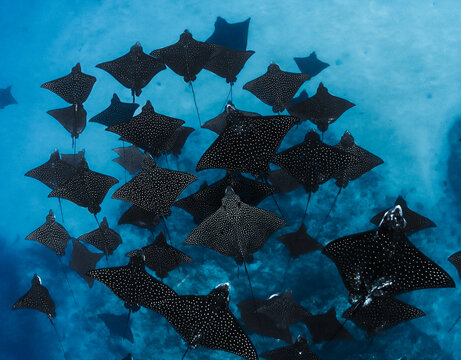 A school of eagle rays while free diving in Tahiti, French polynesia