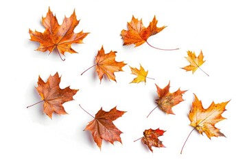 Fototapeta premium A collection of autumnal leaves on a white background