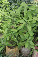 Allamanda blanchetii flower plant on nursery
