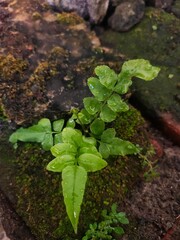 Cyrtomium falcatum is a species of fern, commonly known as house holly-fern and Japanese holly fern, in the wood fern family Dryopteridaceae. It grows from crevices in moist areas.