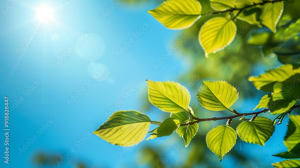 Leinwandbilder tree branch with leaves in front of blue sunny sky summer background with copy space : generative ai