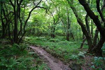 Obraz premium fine spring pathway through old trees