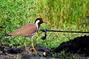 A Red wattled lapwing is wandering on the ground, tithari bird