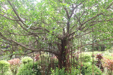 The banyan tree on garden